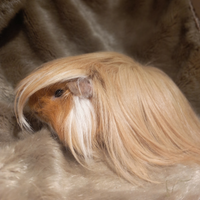 Cavie peruviane e sheltie
