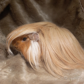 Cavie peruviane e sheltie