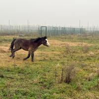 Cavalli da compagnia