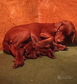 Cuccioli Labrador Neri e Cioccolato