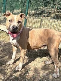 Pitbull 3 anni