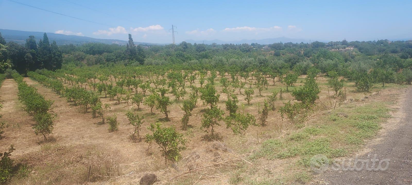 Terreno agricolo - Vista 3