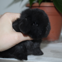 Coniglio minilop puro