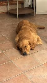Golden Retriever per monta
