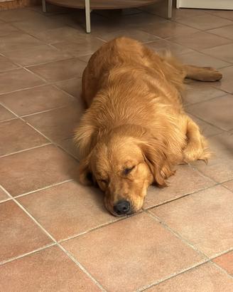 Golden Retriever per monta