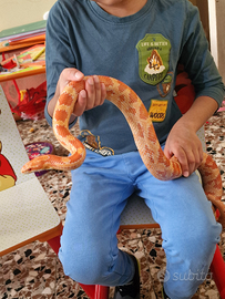 Serpe del grano di 8 anni docile con i bambini