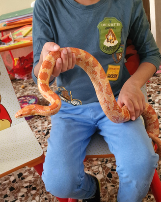 Serpe del grano di 8 anni docile con i bambini