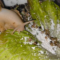 Baby lumache achatina fulica white