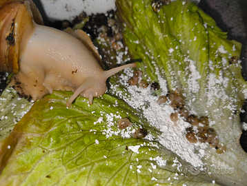 Baby lumache achatina fulica white