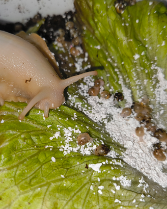 Baby lumache achatina fulica white