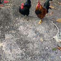 Galline titina ciuffate (padovane)