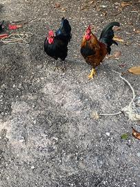 Galline titina ciuffate (padovane)