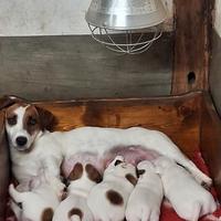 Cucciolata Jack Russell Terrier