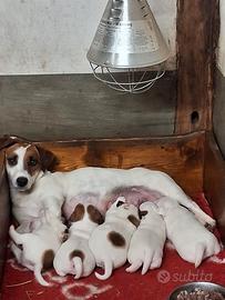 Cucciolata Jack Russell Terrier