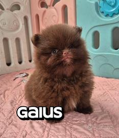 Cucciolo di Pomerania- spitz tedesco