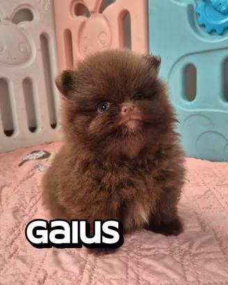 Cucciolo di Pomerania- spitz tedesco