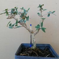 Bonsai di ulivo