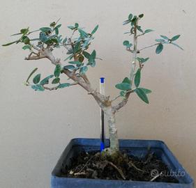 Bonsai di ulivo