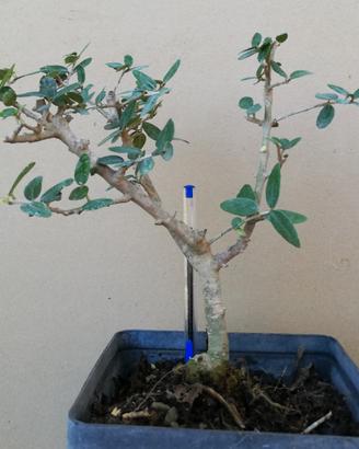 Bonsai di ulivo