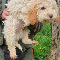 Lagotto per accoppiamento