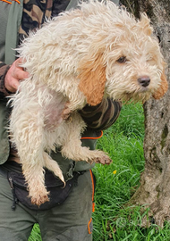 Lagotto per accoppiamento