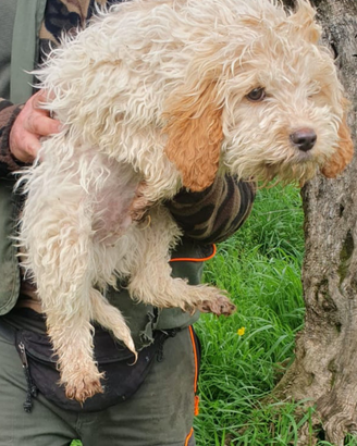 Lagotto per accoppiamento