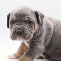Cuccioli Pitbull