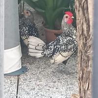 Galletti di razza Bantam