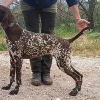 Splendida cucciolona