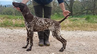 Splendida cucciolona