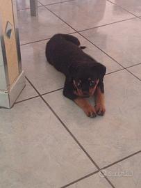 Rottweiler
