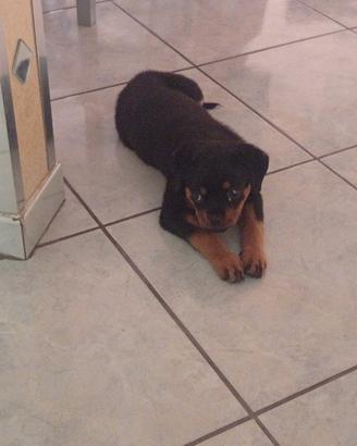 Rottweiler