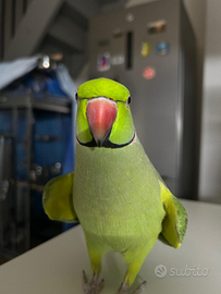 Parrocchetto dal collare