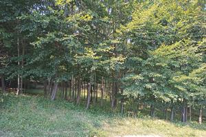 Terreno agricolo con faggi e frassini