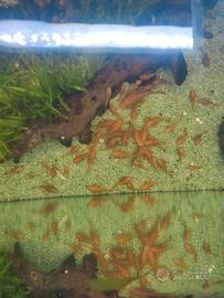 ancistrus super red