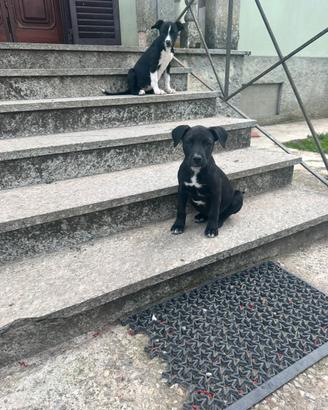Regalasi Cuccioli PitBull
