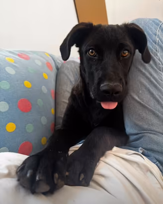 Cane adotta colore nero maschio labrador tipo