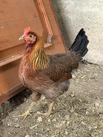 Prenotazioni e vendita Galline e polli giovani