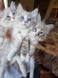 Ragdoll con pedigree 