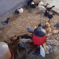Pulcini amrock australorp bionda piemontese bielef