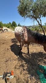Appalosa