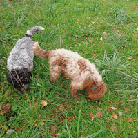 Lagotto romagnolo