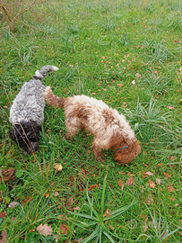 Lagotto romagnolo