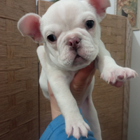 Bulldog francese femmina