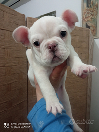 Bulldog francese femmina