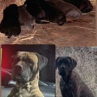 Cuccioli cane corso