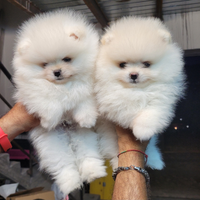 Cuccioli di spitz tedesco nano (pomerania)