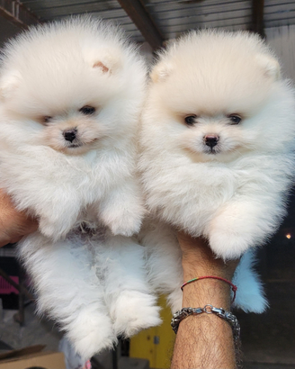 Cuccioli di spitz tedesco nano (pomerania)