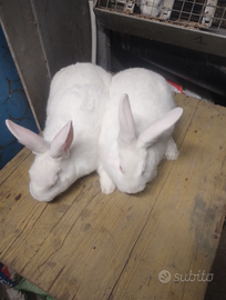 Disponibile femmina e maschio di nuovo Zelanda