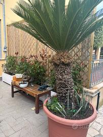 Cycas Revoluta